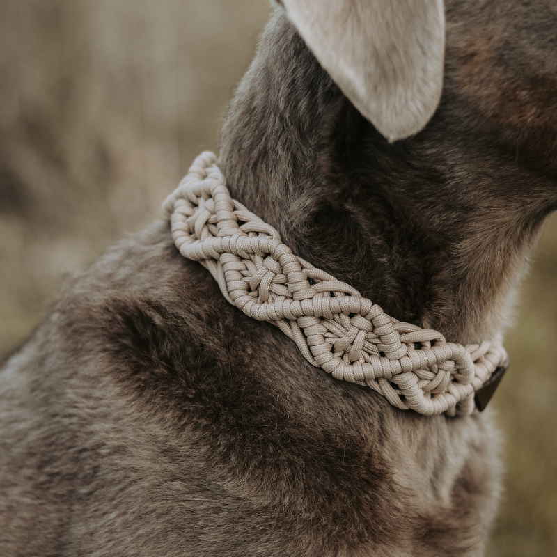 Entdecken Sie hochwertige Paracord Halsbänder und Leinen für Hunde. Robust, stylisch und individuell anpassbar – ideal für Abenteuer mit Ihrem Vierbeiner!