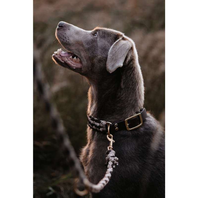 Robustes Hundehalsband aus Paracord, ideal für Outdoor-Aktivitäten,  für optimalen Komfort und Sicherheit.