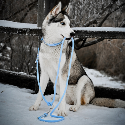 Hochwertiges Tauset für Hunde: handgefertigtes Halsband und robuste Leine, leicht, schwimmfähig und langlebig. Ideal für aktive Hundehalter, die Komfort und Sicherheit schätzen.