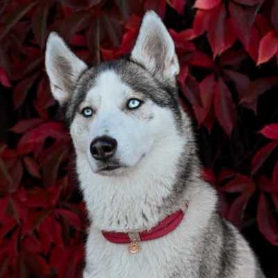 Hochwertiges Tauset für Hunde: handgefertigtes Halsband und robuste Leine, leicht, schwimmfähig und langlebig. Ideal für aktive Hundehalter, die Komfort und Sicherheit schätzen.