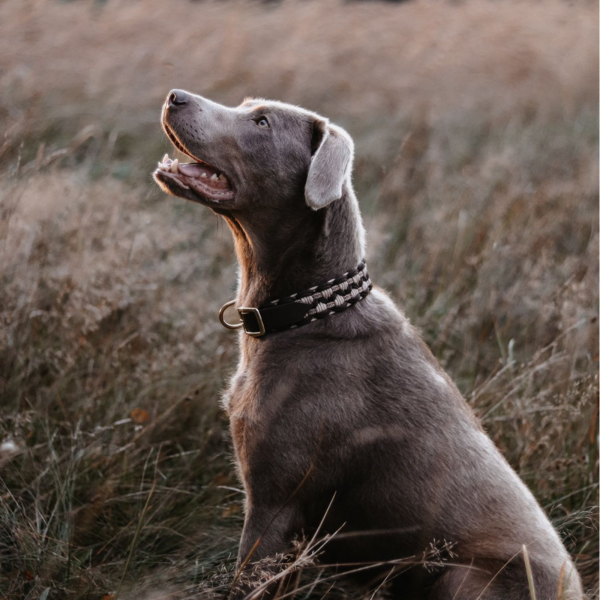 Robustes Hundehalsband aus Paracord, ideal für Outdoor-Aktivitäten,  für optimalen Komfort und Sicherheit.