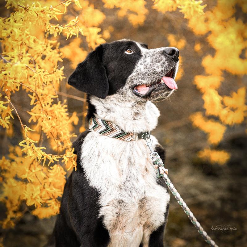 Verleihen Sie Ihrem Hund mit dem handgeknüpften Boho-Halsband „Arrow“ einen einzigartigen Look! Das trendige Chevron-Muster sorgt für Stil und Komfort – ideal für modebewusste Vierbeiner!