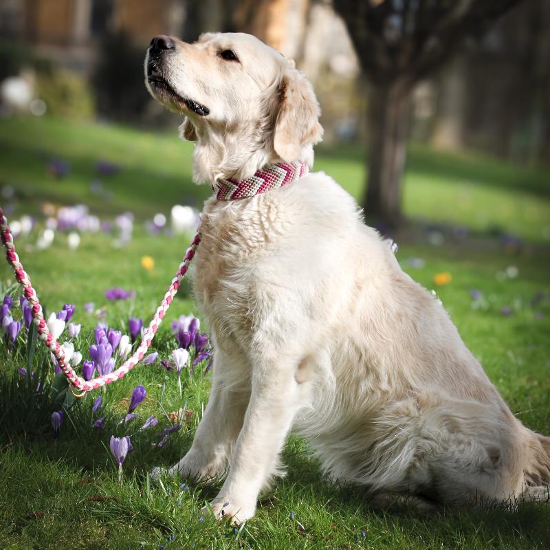 Verleihen Sie Ihrem Hund mit dem handgeknüpften Boho-Halsband „Arrow“ einen einzigartigen Look! Das trendige Chevron-Muster sorgt für Stil und Komfort – ideal für modebewusste Vierbeiner!