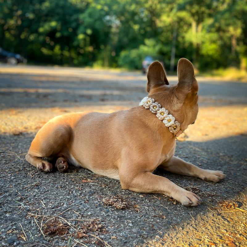 Geflochtenes Paracord Blumenhalsband und Leine für Hunde. Stilvolles Design, robust und bequem – perfekt für modische Spaziergänge mit Ihrem Vierbeiner!