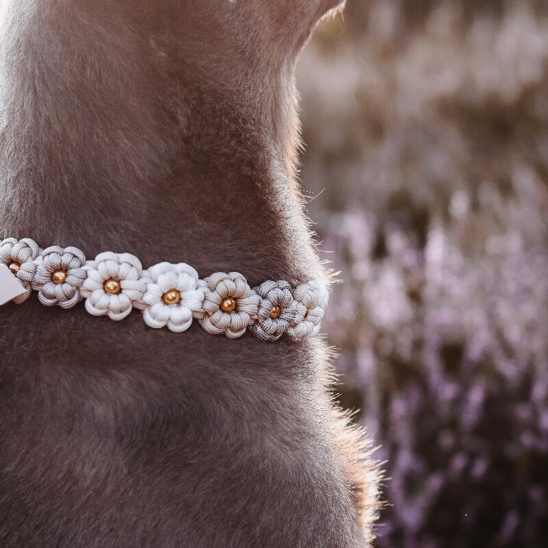 Geflochtenes Paracord Blumenhalsband und Leine für Hunde. Stilvolles Design, robust und bequem – perfekt für modische Spaziergänge mit Ihrem Vierbeiner!