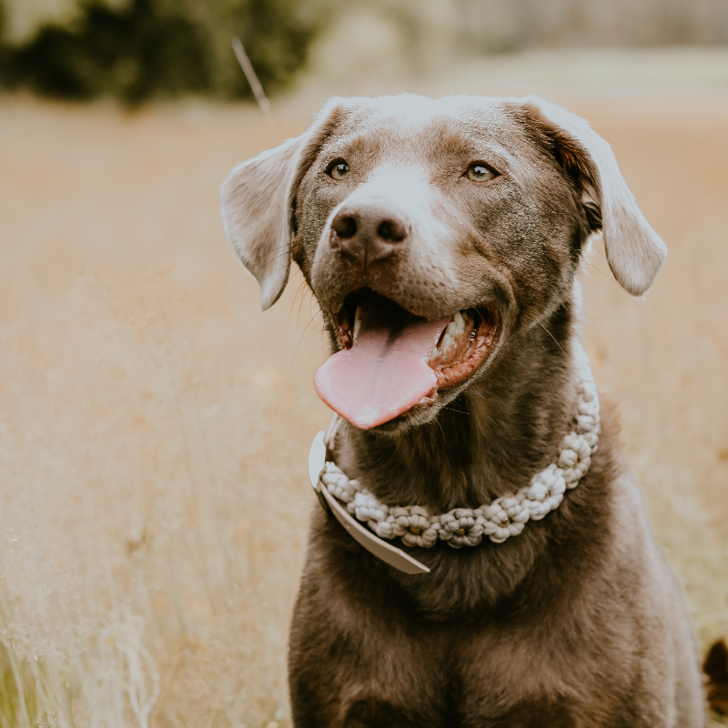 Geflochtenes Paracord Blumenhalsband und Leine für Hunde. Stilvolles Design, robust und bequem – perfekt für modische Spaziergänge mit Ihrem Vierbeiner!