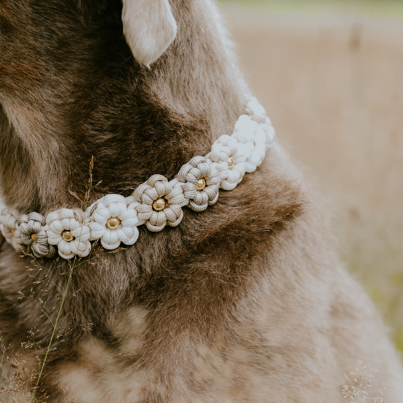 Geflochtenes Paracord Blumenhalsband und Leine für Hunde. Stilvolles Design, robust und bequem – perfekt für modische Spaziergänge mit Ihrem Vierbeiner!