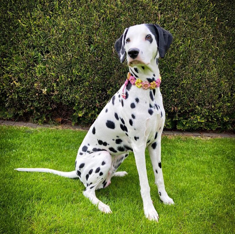 Individuell gestaltbares Blumenhalsband aus hochwertigem Paracord für Hunde. Wählen Sie Farben und Beschläge für ein einzigartiges, handgefertigtes Design.