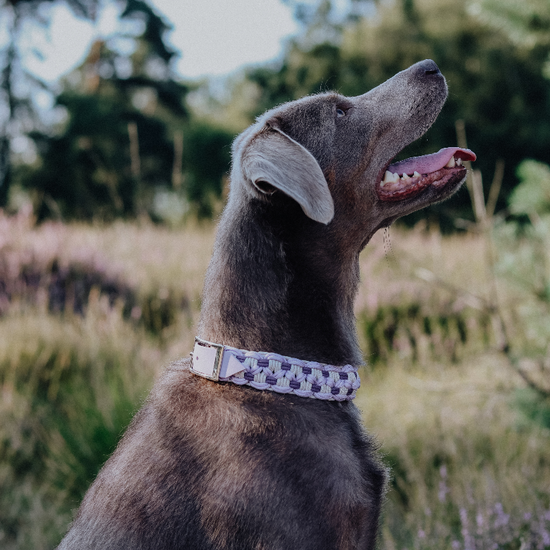 Robustes Hundehalsband aus Paracord, ideal für Outdoor-Aktivitäten,  für optimalen Komfort und Sicherheit.