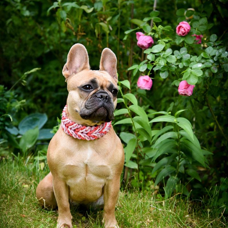 Individuell gestaltbares Halsband aus hochwertigem Paracord für Hunde. Wählen Sie Farben und Beschläge für ein einzigartiges, handgefertigtes Design.