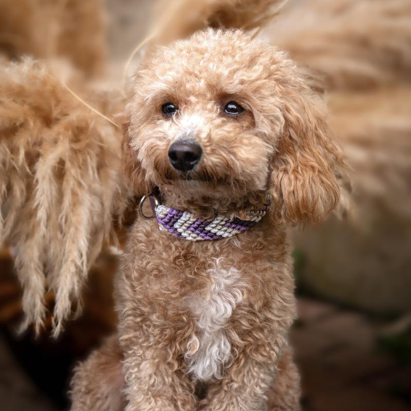 Handgeknüpftes Hundehalsband „Arrow“ im Boho-Look mit Chevron-Muster. Individuell gestaltbar in Farben, Beschlägen und Verschlüssen für stilvolle Hunde.