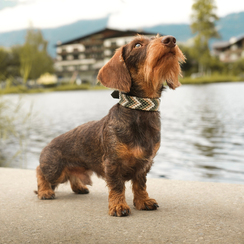 Verleihen Sie Ihrem Hund mit dem handgeknüpften Boho-Halsband „small Arrow“ einen einzigartigen Look! Das trendige Chevron-Muster sorgt für Stil und Komfort – ideal für modebewusste Vierbeiner!