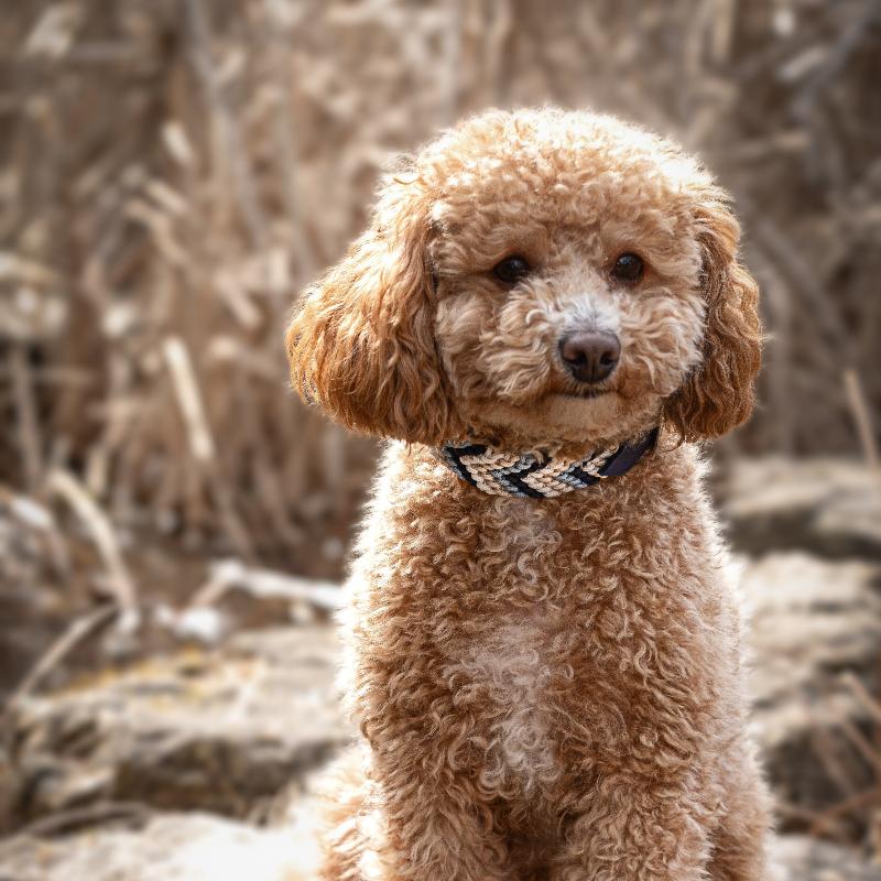 Verleihen Sie Ihrem Hund mit dem handgeknüpften Boho-Halsband „small Arrow“ einen einzigartigen Look! Das trendige Chevron-Muster sorgt für Stil und Komfort – ideal für modebewusste Vierbeiner!