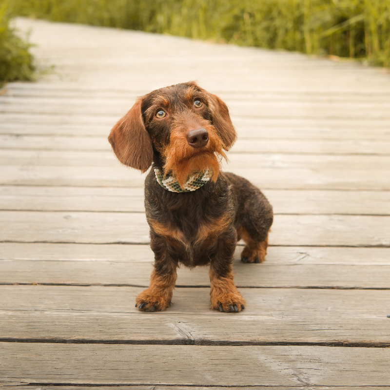 Verleihen Sie Ihrem Hund mit dem handgeknüpften Boho-Halsband „small Arrow“ einen einzigartigen Look! Das trendige Chevron-Muster sorgt für Stil und Komfort – ideal für modebewusste Vierbeiner!