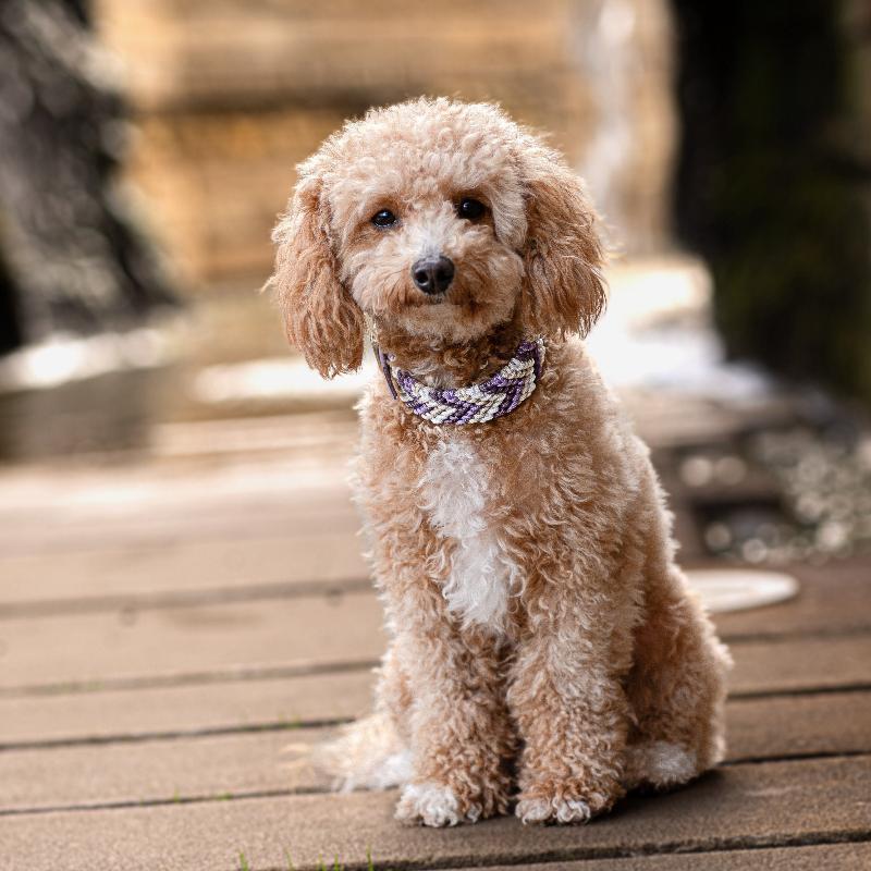 Verleihen Sie Ihrem Hund mit dem handgeknüpften Boho-Halsband „small Arrow“ einen einzigartigen Look! Das trendige Chevron-Muster sorgt für Stil und Komfort – ideal für modebewusste Vierbeiner!