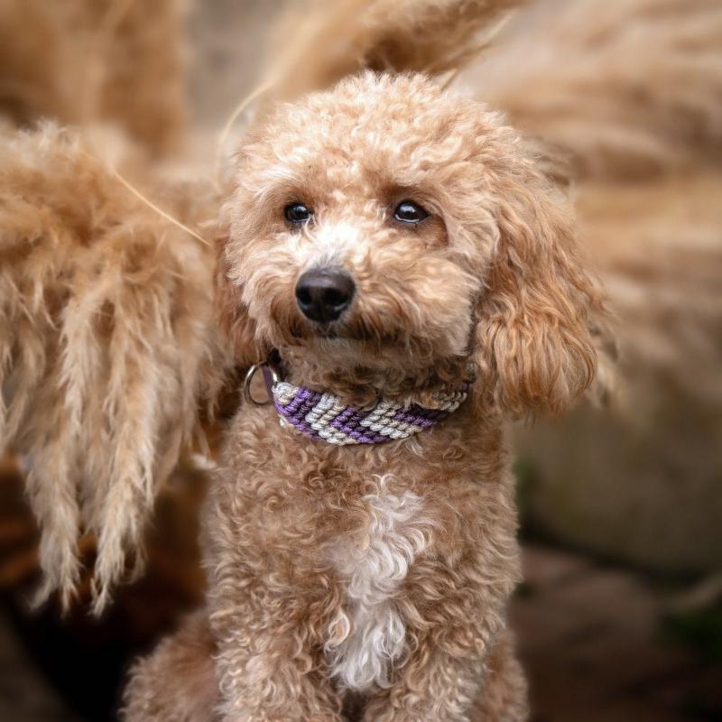 Verleihen Sie Ihrem Hund mit dem handgeknüpften Boho-Halsband „small Arrow“ einen einzigartigen Look! Das trendige Chevron-Muster sorgt für Stil und Komfort – ideal für modebewusste Vierbeiner!