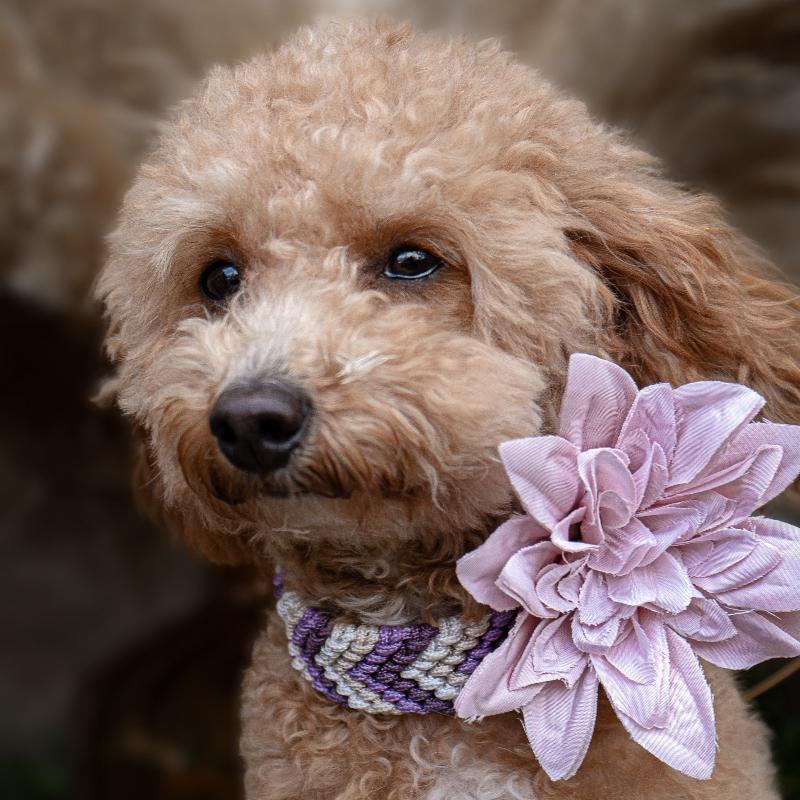 Verleihen Sie Ihrem Hund mit dem handgeknüpften Boho-Halsband „small Arrow“ einen einzigartigen Look! Das trendige Chevron-Muster sorgt für Stil und Komfort – ideal für modebewusste Vierbeiner!