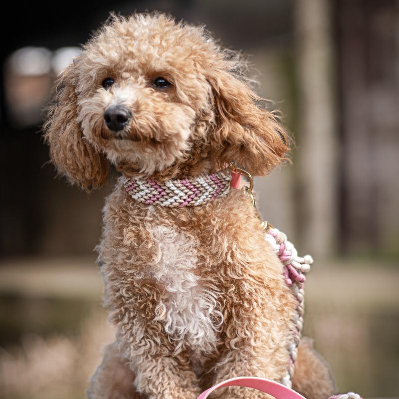 Verleihen Sie Ihrem Hund mit dem handgeknüpften Boho-Halsband „small Arrow“ einen einzigartigen Look! Das trendige Chevron-Muster sorgt für Stil und Komfort – ideal für modebewusste Vierbeiner!