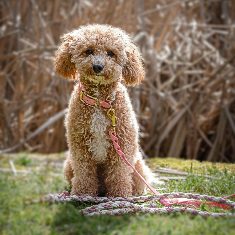 Verleihen Sie Ihrem Hund mit dem handgeknüpften Boho-Halsband „small Arrow“ einen einzigartigen Look! Das trendige Chevron-Muster sorgt für Stil und Komfort – ideal für modebewusste Vierbeiner!