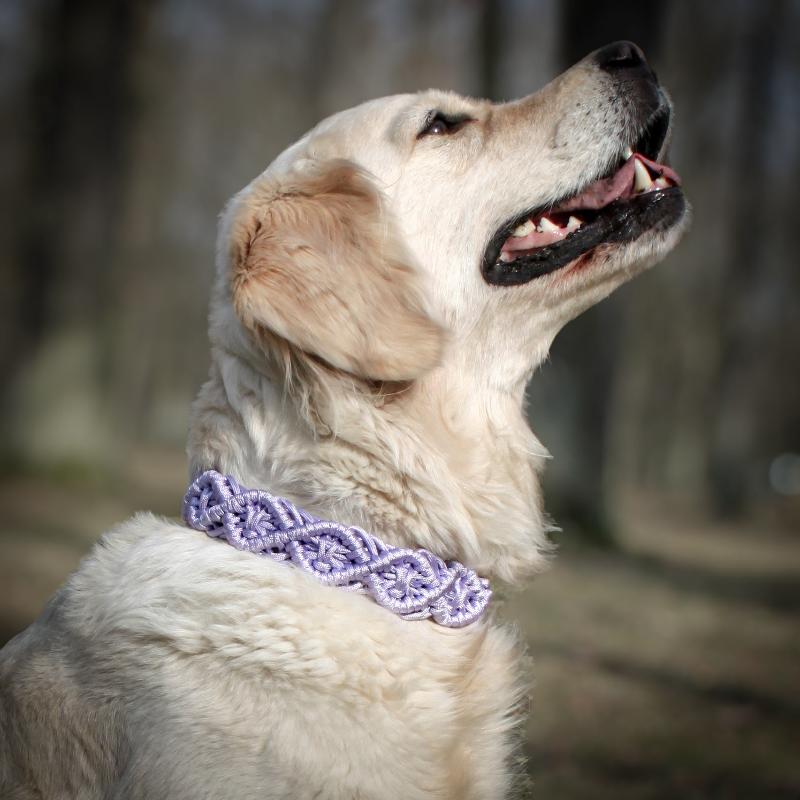 Entdecken Sie hochwertige Paracord Halsbänder und Leinen für Hunde. Robust, stylisch und individuell anpassbar – ideal für Abenteuer mit Ihrem Vierbeiner!