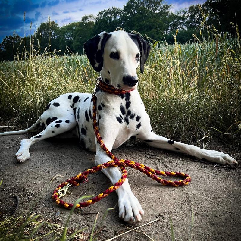 Handgefertigtes Paracord Halsband und Leine für Hunde, inspiriert von Harry Potter und Gryffindor. Stilvoll, individuell anpassbar und funktional!