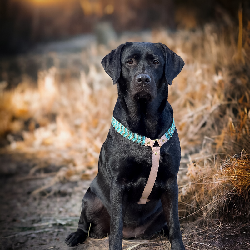 "Entdecken Sie unser handgefertigtes Biothanegeschirr für Hunde: modern, bequem, vegan und langlebig. Perfekte Passform für aktive Hundebesitzer!"