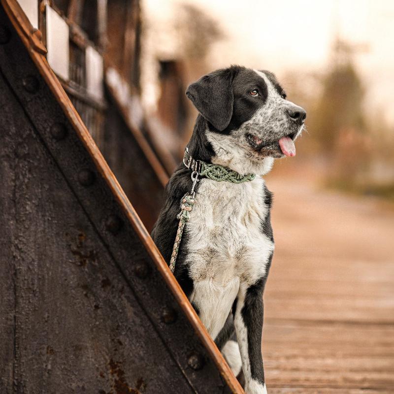 "Entdecken Sie unsere handgefertigte Hundeleine aus hochwertigem Paracord und Biothane. Robust, wasserabweisend und stilvoll – perfekt für aktive Hunde und Outdoor-Abenteuer. Jetzt die ideale Leine für Ihren Vierbeiner finden!"