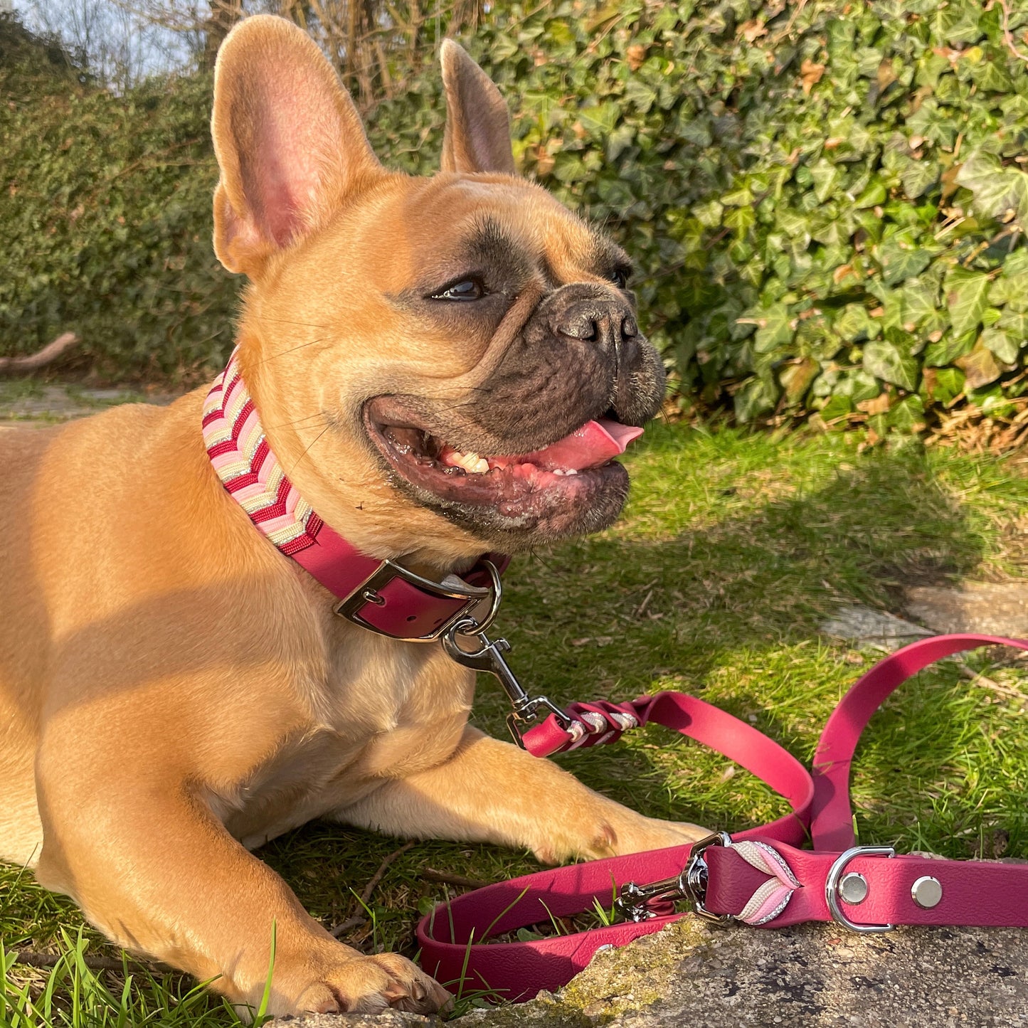 Handgemachtes Hundehalsband aus Biothane mit Paracordumflechtung im Onlineshop Bellousya
