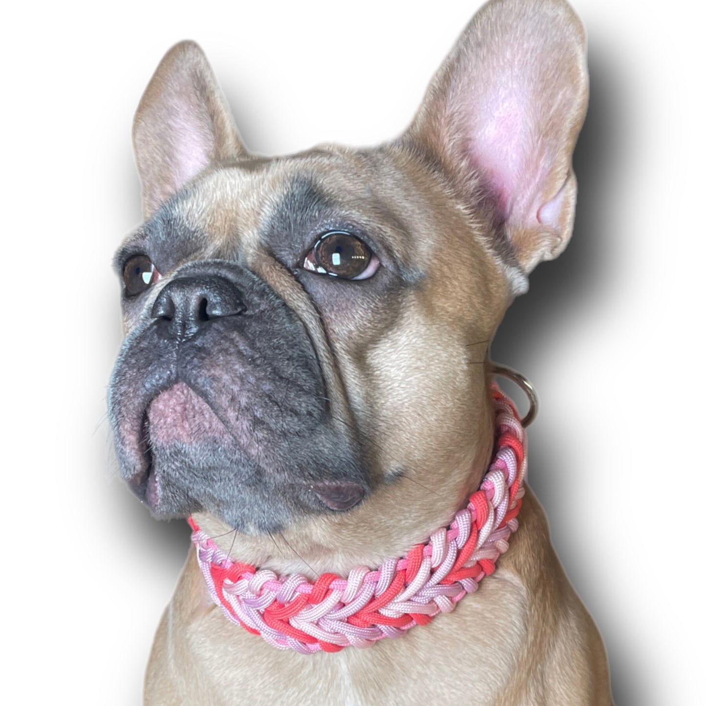 Handgemachtes geflochtenes Hundehalsband aus Paracord im Onlineshop Bellousya
