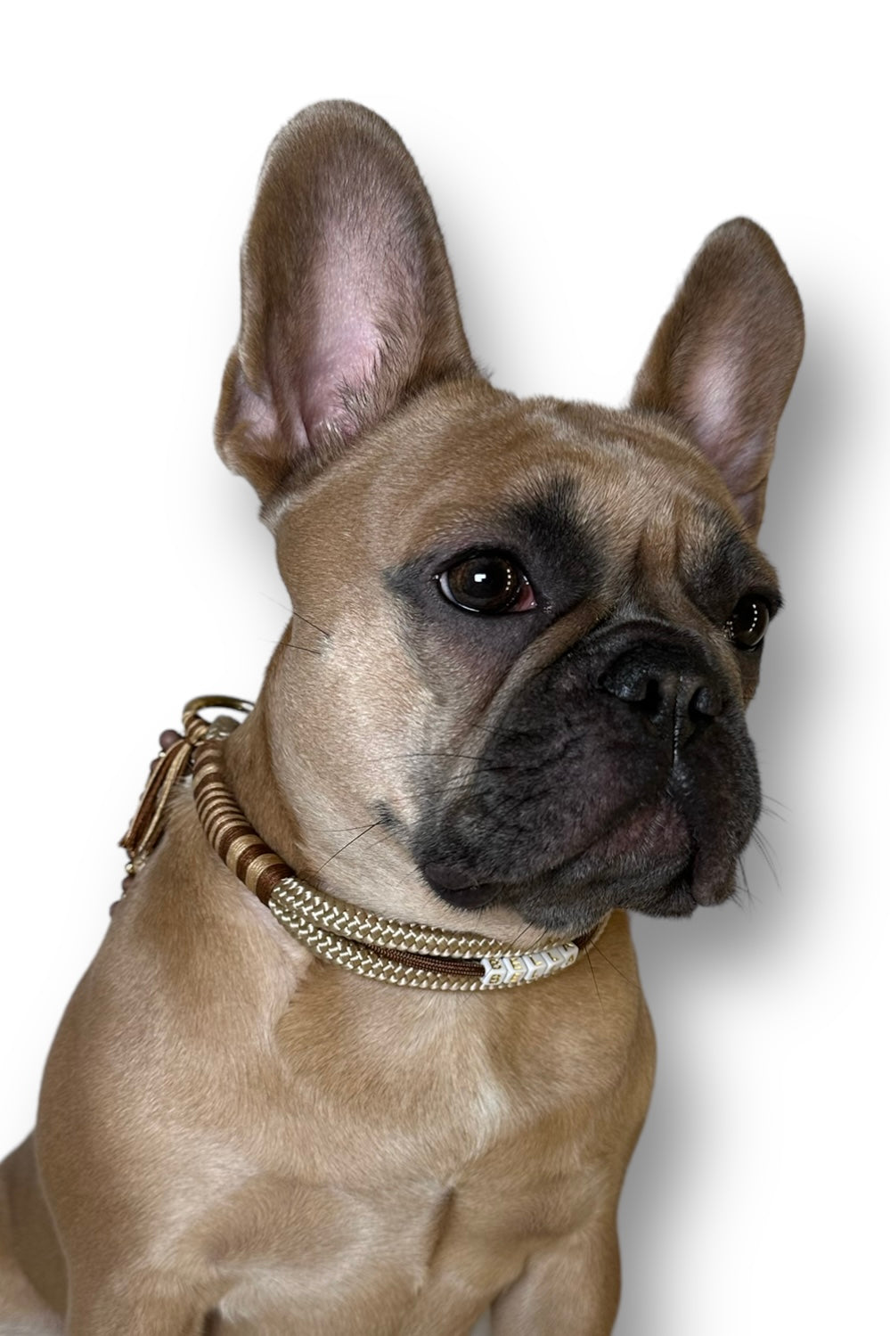 Handgemachtes Hundehalsband aus Tauseil in den Farben Beige, Braun und Gold im Onlineshop Bellousya