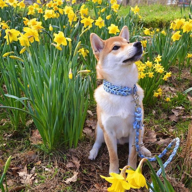 Individuell gestaltbares Halsband aus hochwertigem Paracord für Hunde. Wählen Sie Farben und Beschläge für ein einzigartiges, handgefertigtes Design.